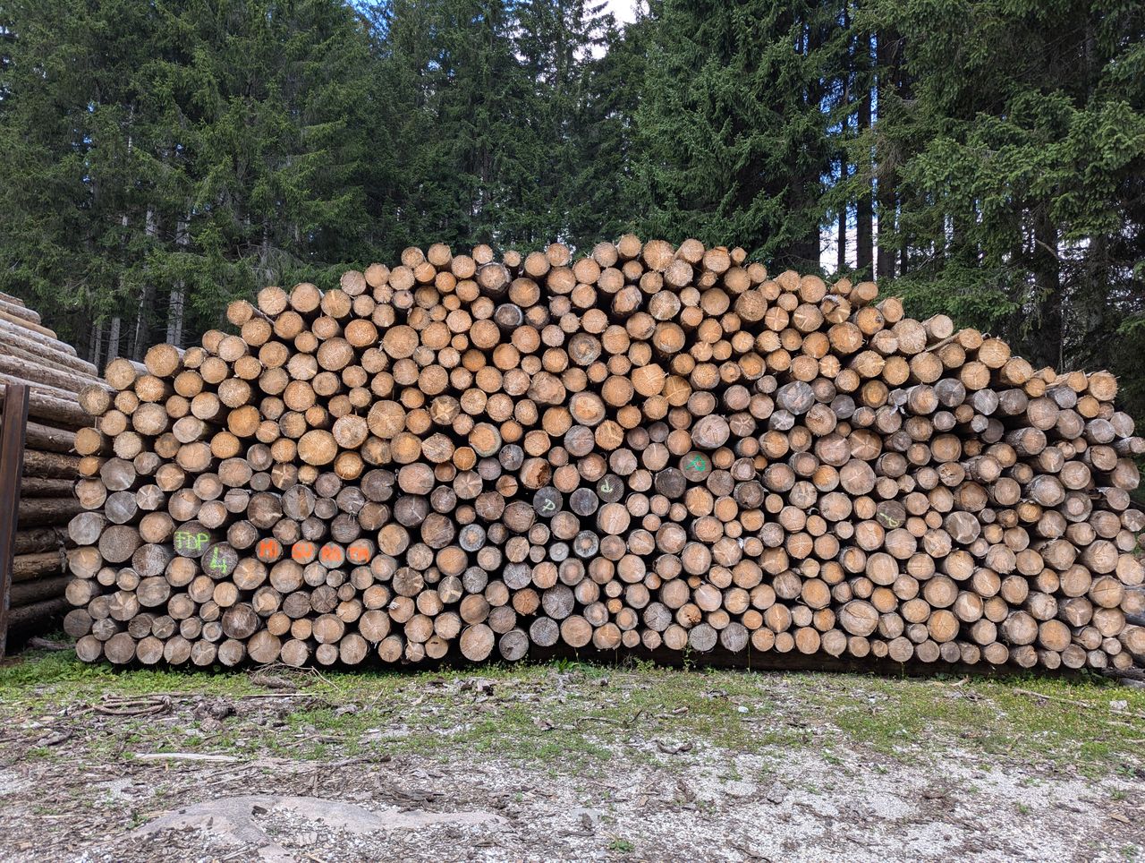 The Art of Drawing Readers In: Your attractive post title goes here Pile of cut logs stacked in a forest clearing ready for processing.